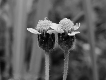 Close-up of flowering plant