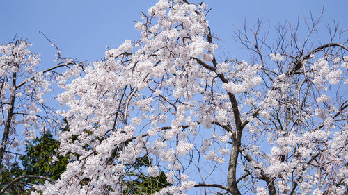 Low angle view of cherry blossoms against sky