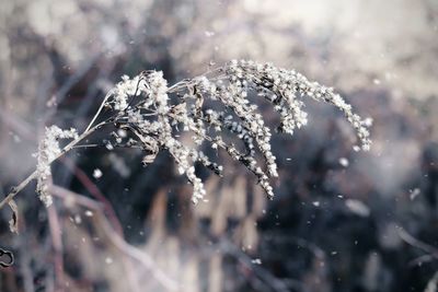 Close-up of frozen plant