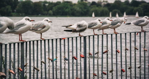 Seagulls perching on railing by lake