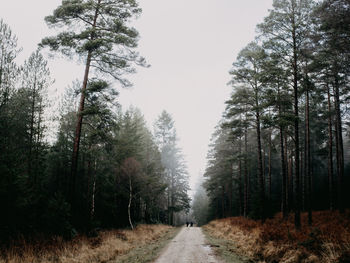 New forest scene in autumn / fall