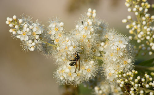 Close-up of wasp on flower