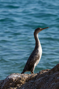 Bird perching on rock by lake