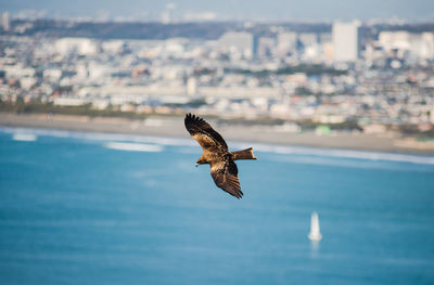 Bird flying over sea