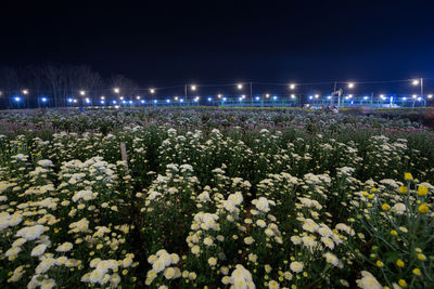 View of flowering plants on field at night