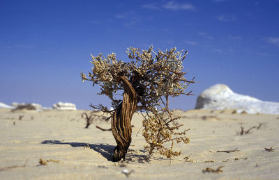 Bare tree on desert against sky