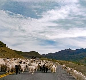 View of horses on landscape against sky