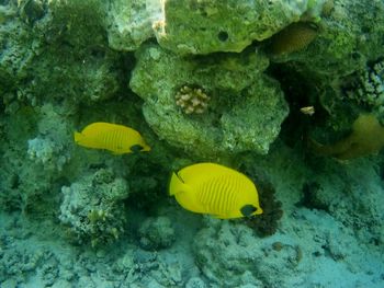 Fish swimming in sea