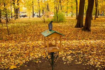 City pigeon sitting on bird feeder in autumn park