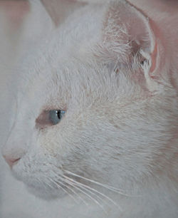 Close-up of cat
