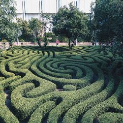 Plants growing on tree