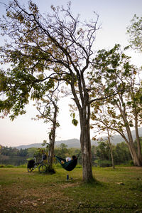 Trees on field against sky