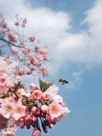 Low angle view of pink flowers blooming on tree