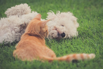 Cat and dog on field