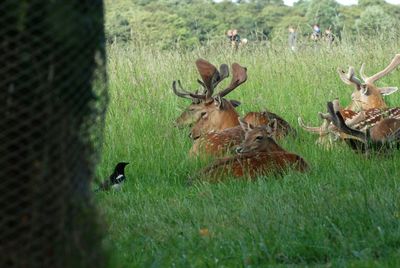 Deer in a field