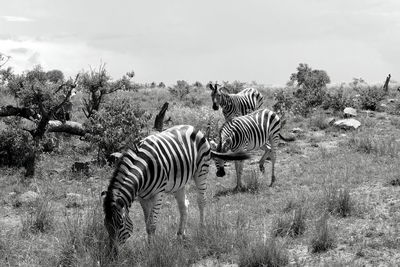 View of zebras on field against sky