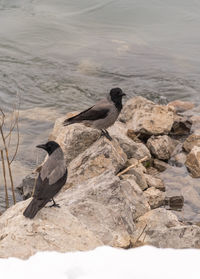 Bird perching on rock in sea