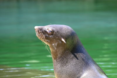 Close-up of sea lion swimming in lake