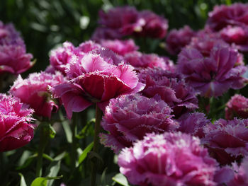 Close-up of pink rose flowers in garden