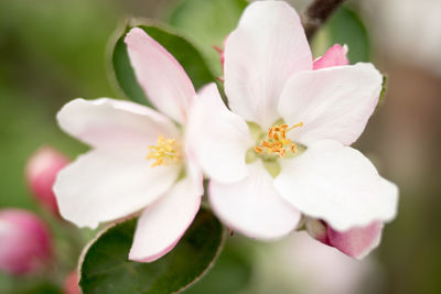 Close-up of white pink flower