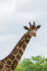 Giraffe against sky