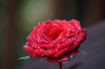 Close-up of wet red rose