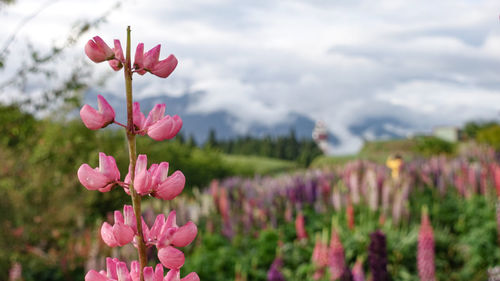 Close-up of pink flowering plants on field against sky