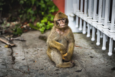 Monkey sitting outdoors