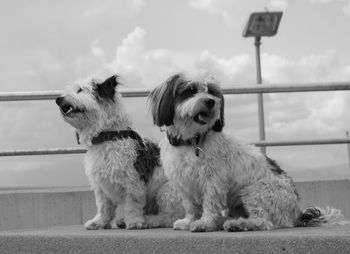 Dogs sitting against sky