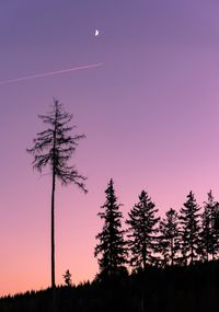 Low angle view of silhouette tree against sky during sunset in the harz mountains 