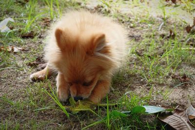 View of a dog on field