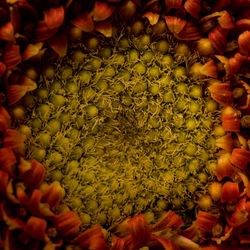 Full frame shot of sunflowers
