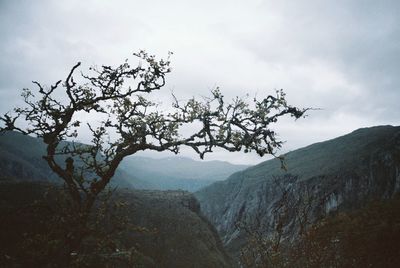 Tree on mountain against sky