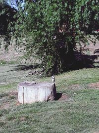 View of an animal on field