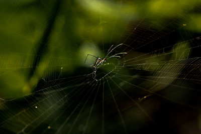 Close-up of spider web