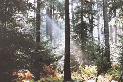 Trees in forest