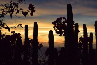 Silhouette cactus plants against sky during sunset