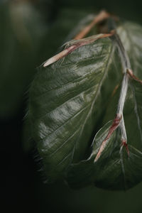 Close-up of green leaves on plant