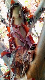 Close-up of plant
