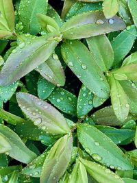 Full frame shot of wet leaves