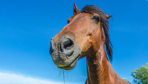 Portrait of the head of a brown horse against a blue sky. wide angle