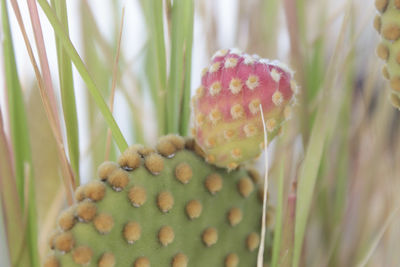 Close-up of succulent plant