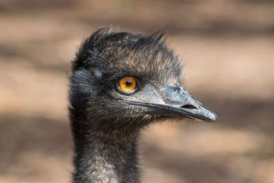 Close-up of a bird looking away