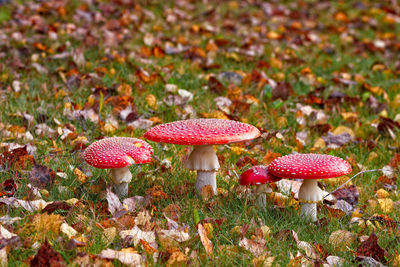 Close-up of fly agaric mushroom on field