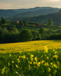 Scenic view of oilseed rape field