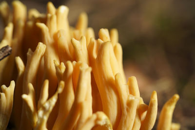 Close-up of yellow mushroom in warm autumn light