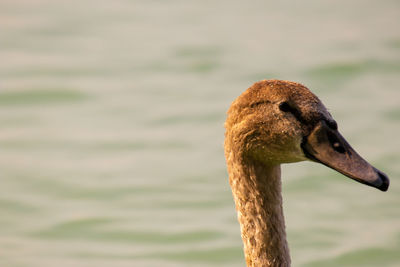 Close-up of swan in lake