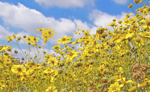 Close-up of yellow flowers growing in field