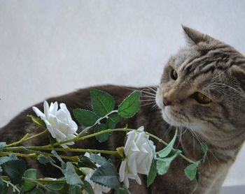 Tabby sitting by rose plant against wall