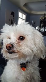 Close-up portrait of dog